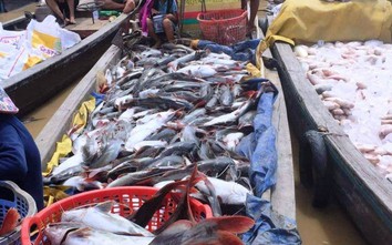 Truy tìm nguyên nhân cá chết hàng loạt ở làng bè sông La Ngà