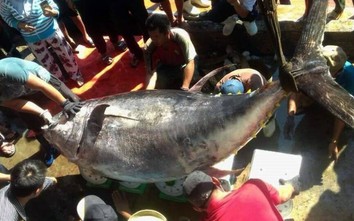Ngư dân miền Trung liên tiếp câu được cá ngừ đại dương “siêu khủng”
