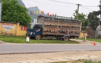 Xe máy chui gầm xe tải chở lợn, một học sinh nguy kịch