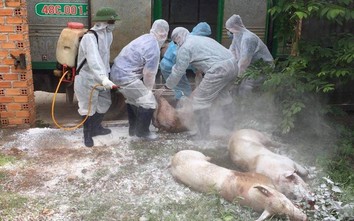 Tiêu hủy hơn 214 tấn lợn mắc bệnh dịch tả châu Phi ở Huế