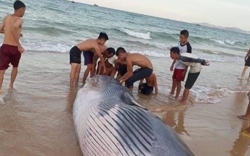 Cá Ông nặng hơn 2 tấn dạt vào bờ biển Khánh Hòa