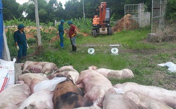 60 tỉnh thành có dịch tả lợn Châu Phi, giá thịt lợn biến động liên tục