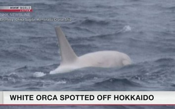 Cá voi sát thủ trắng cực hiếm xuất hiện tại vùng biển Hokkaido, Nhật Bản