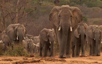 Thế giới cần “tỉnh ngộ” để bảo tồn động vật hoang dã trước khi quá muộn