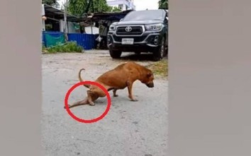 Video: Chú chó vàng biết đóng giả què chân để xin ăn trên phố gây chú ý