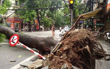 Hà Nội: Cây đổ ngang đường Nguyễn Hữu Huân, xe cộ không thể lưu thông