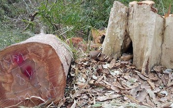 Khởi tố Trạm trưởng trạm bảo vệ rừng vì để "lâm tặc" phá rừng Lim