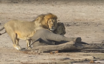 Video: Sư tử tấn công, ăn thịt voi con trước mặt khách du lịch