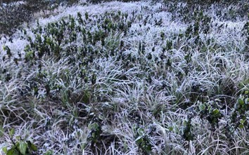 Băng tuyết phủ trắng cây cối ở vùng cao Nghệ An