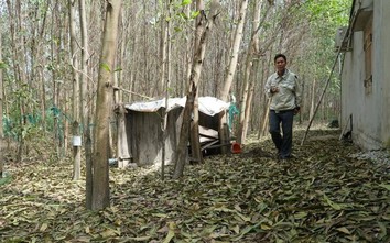 Cây chết quanh dự án Hòa Phát-Dung quất: Dân nói gì sau kết quả quan trắc?