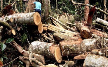 Kon Tum: Kỷ luật đảng 2 lãnh đạo cơ quan bảo vệ rừng vì để mất rừng