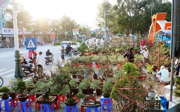 Cây cảnh từ các vùng miền nhộn nhịp xuống phố đón Tết Canh Tý ở Ninh Thuận