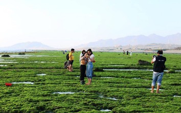 Mê mải “sống ảo” trên khoảng xanh bạt ngàn rong biển ở Ninh Thuận