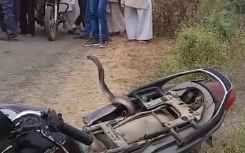 Hoảng hồn khi phát hiện rắn hổ mang chúa nằm dưới yên xe máy