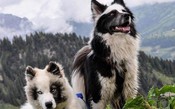 Một thành phố ở Nga đề xuất đánh thuế cả người nuôi chó