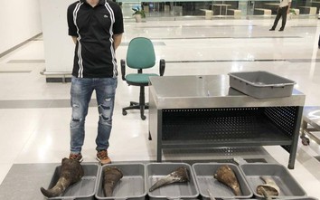 Tạm giữ 29 kg nghi sừng tê giác trên chuyến bay từ Hàn Quốc về Cần Thơ