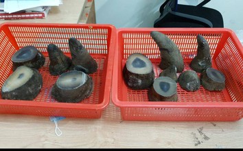 Hải quan Tân Sơn Nhất bắt giữ 6,2 kg nghi sừng tê giác