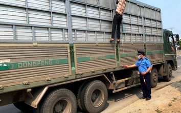Hàng loạt xe quá tải Bình Định,Quảng Ngãi "sa lưới" sau chỉ đạo của Bộ GTVT