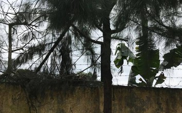 Bị điện giật khi chặt cây tại trường, học sinh lớp 9 ở Hải Dương tử vong