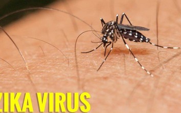 Virus Zika là gì? Biểu hiện và biến chứng khi nhiễm virus Zika?