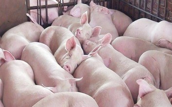 Giá thịt lợn hôm nay 27/5: Vọt mức đỉnh mới 104.000 đồng/kg, CP phá cam kết