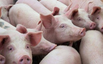 Thịt lợn tăng giá vù vù, Bộ NN&PTNT đồng ý cho nhập khẩu lợn sống