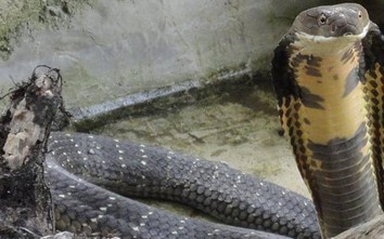 Rùng rợn vụ chồng quyết giết vợ bằng rắn lục và rắn hổ mang ở Ấn Độ