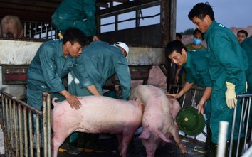 Chỉ 7 doanh nghiệp đủ điều kiện nhập khẩu lợn sống từ Thái Lan