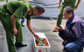 Đáng sợ dâu tây từ Trung Quốc chở lên Đà Lạt, 22 ngày vẫn tươi