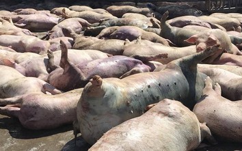 Hàng chục con lợn chết nằm trước lò mổ ở Huế: "Do sập sàn ô tô chở lợn"
