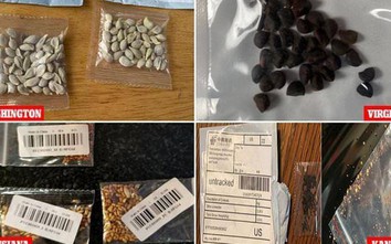 Bưu kiện chứa hạt giống lạ gửi từ Trung Quốc là chiêu lừa đảo vô đạo đức