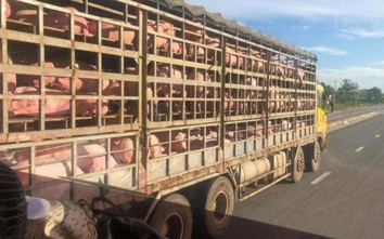 Giá lợn Thái Lan “hạ nhiệt”, nhập khẩu lợn sống khởi động trở lại