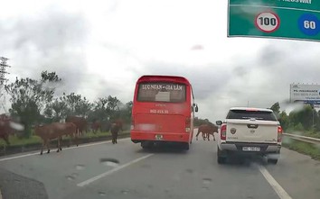 Nguy hiểm gia súc thả rông trên đường