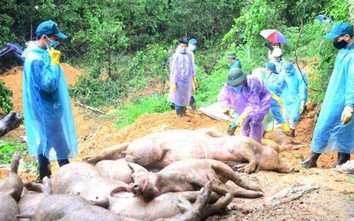 Dịch tả lợn Châu Phi tái phát tại 44 tỉnh, đã tiêu hủy 42.882 con lợn