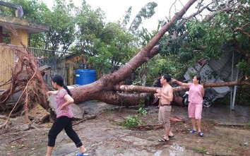 Bão số 5: Gió giật đổ hàng loạt cây xanh, tốc nhiều mái nhà ở Huế