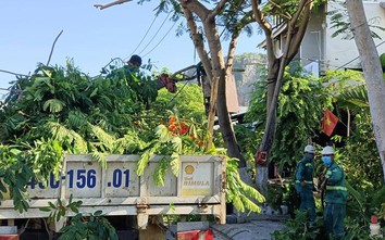 Đà Nẵng: Lạ lùng điều kiện dự thầu chăm sóc cây xanh