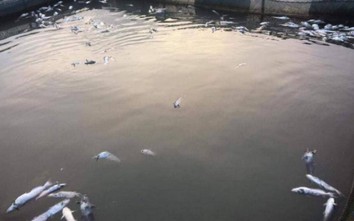 Hơn 40 tấn cá ở Phú Thọ chết trắng sau khi thủy điện Hòa Bình mở cửa xả lũ