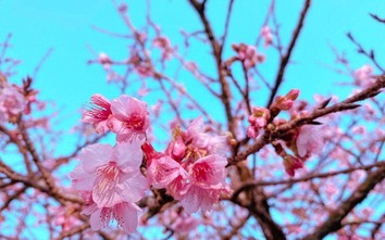 Sao phải đi Nhật Bản khi hoa anh đào đang nở rộ ở Sa Pa?