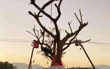 Hà Tĩnh: Xôn xao thông báo cắt điện cho cây “khủng” đi qua đường