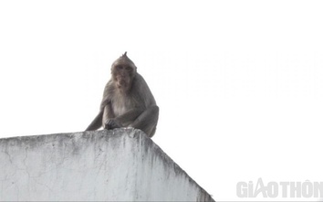 Xử lý thế nào với đàn khỉ hoang quậy phá ở TP.HCM?