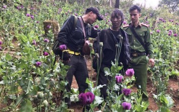 Bắt cặp đôi trồng gần 900 cây thuốc phiện ở rừng đầu nguồn Lai Châu