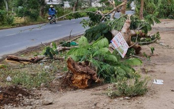 Cây phượng đổ đè chết người: Kiểm tra toàn diện cây xanh nội ô TP Sóc Trăng