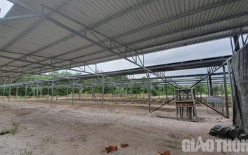 Cận cảnh hàng loạt trang trại xin trồng nấm, dược liệu để bán điện mặt trời