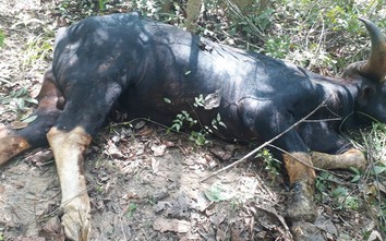 Vì sao bò tót đực nặng 700kg chết trong Khu bảo tồn Đồng Nai?
