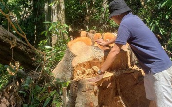 Vụ phá rừng tại Hồng Thủy: Số cây bị đốn hạ tại hiện trường là bao nhiêu?