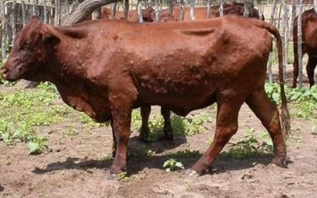 Hàng trăm con trâu bò bị viêm da nổi cục, Quảng Trị siết quy định giết mổ