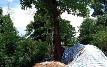Điện Biên: Trú mưa dưới gốc cây, công nhân bị sét đánh văng xuống taluy âm