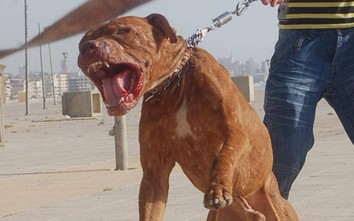 Chó Pitbull cắn chết người: Việt Nam có cấm nuôi khi nhiều nước đã làm?
