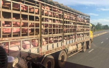 Lo dịch tả bùng phát, tạm ngừng nhập khẩu lợn sống từ Thái Lan về Việt Nam