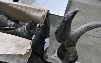 Phát hiện lô hàng chứa sừng tê giác "gắn mác" gỗ tại cảng Tiên Sa